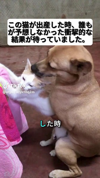 Exciting Cat Stories: Heartwarming Tales of Feline Friends