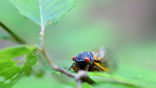 Here's where 17-year cicadas are the worst in Cincinnati, Southwest Ohio. See the map