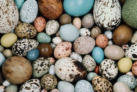 Cracking the mystery of egg shape
