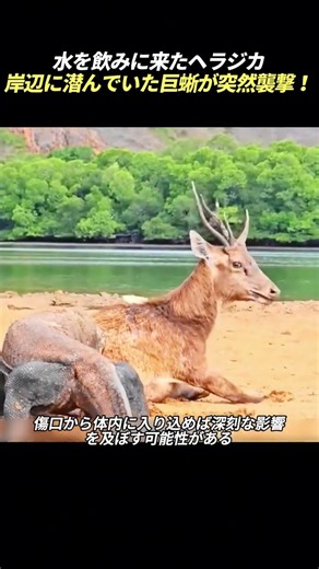 水を飲みに来たヘラジカ 岸辺に潜んでいた巨蜥が突然襲撃！ #コモドオオトカゲ #ヘラジカ #野生動物