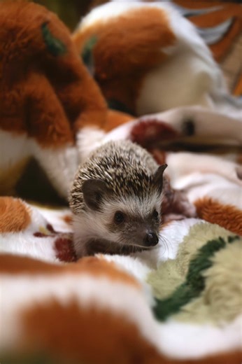 Happy Halloween! 🎃 👻 • • • •#CapCut #hedgehog #animal #hedgehogsoftiktok #halloween2025