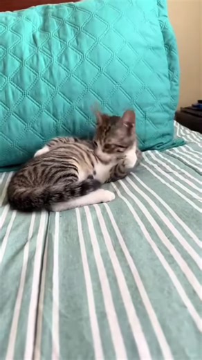 Angry cats 🐈 #cat #catvideo #funnycat #fyp #cute