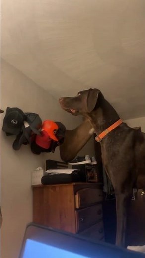 When birds are Life! #germanshorthairedpointers #gsp #subscribe #hunting #pheasanthunting