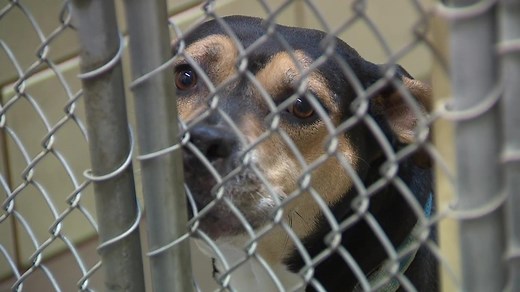Dog kennels filled at AWSOM Animal Shelter