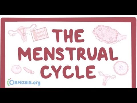 Menstrual cycle | Female reproductive cycle