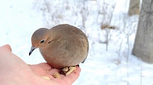 A Mourning Dove visiting the Hand of Snacks! They were sitting for a minute before I started recording. Video switches to real time at 2:10. | Jocelyn Anderson Photography