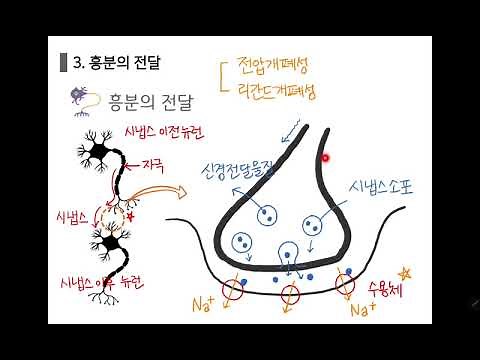 [Life Sciences 1] 3.1 Conduction and Transmission of Excitation (Summary of the Concept of Excita...
