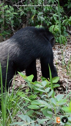 But what is Kyo looking so intently for under the fallen leaves? 🍂👀 Fallen fruit? Insects? Or something else? It's yours to guess! 💬 #Chimpanzee #Primates #Sanctuary #Rehabilitation | Chimpanzee Conservation Center