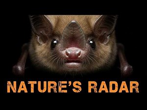 What Exactly Is Echolocation?The "sonar" of bats and dolphins: How do they see the world with sound