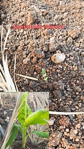 Banana spreying to azoxystrobin and spinosad #viral #agriculture #farming #manikantafertilizers