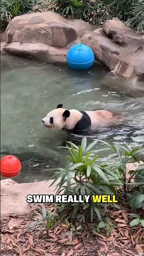 Cute Panda Facts You Didn’t Know!