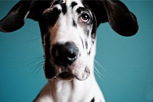 Harlequin Great Danes: World’s Largest Dog Breed - Rocky Kanaka