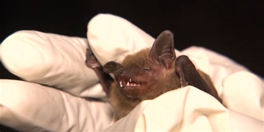 NH wildlife officials seek public help with bat counts