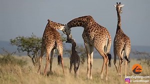 Giraffe and lioness face off in intense battle over giraffe's newborn calf