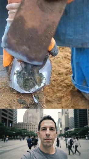 5.4K views · 29 reactions | Donkey hoof trimming done with gentle care  #DonkeyCare #HoofTrimming #FarmLife #HoofCare #AnimalWellness | Trim Masters | Facebook