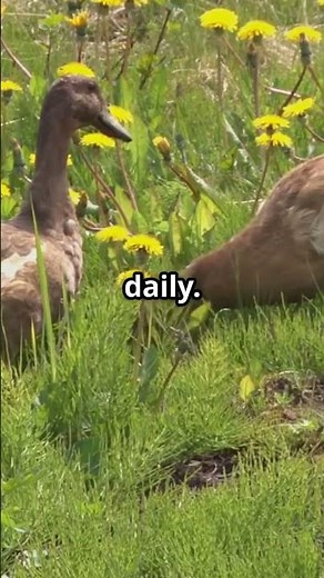 Ducks vs. Pests – This Natural Method BLEW My Mind!