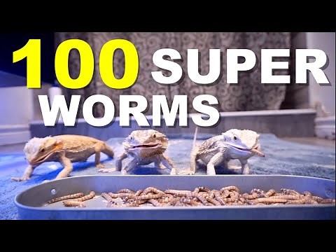 Feeding 100 SUPER WORMS To My Bearded Dragons !! Feeding Frenzy !