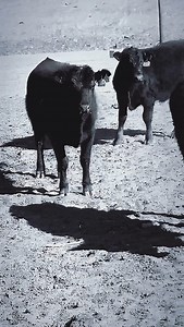 🖤 . . . #cattleranch #ranchlife #blackangus | Santa Anita Cattle Co.