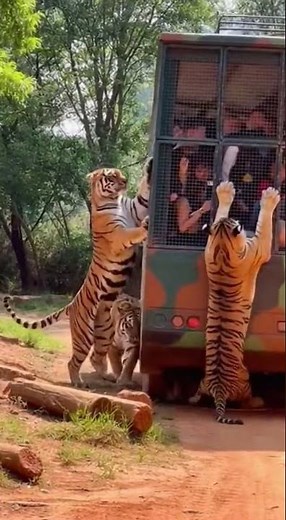 “Tigers Surround the Safari Bus 😱🐯 | Tourists in Total Panic!”