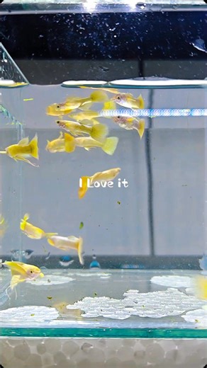 new guppy strains arrived!! 💯 ✅ full gold ✅ purple moscow ✅ blue grass For more inquiries please send us a DM or call us at 0925-487-9402 You can also visit our shop at Jun's Petshop - Manuel L. Quezon Ext, Antipolo, Rizal Google maps: https://maps.app.goo.gl/qBWuWi1CkBZqS32ZA #junspetshop | Jun's Petshop