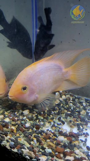 16K views · 221 reactions | New tank mates available  #newfishes #aquarium #fishtank #kingkongparrot #oscarfish #cichlids #albinopleco #aquariumfish #fishkeeping | AquaFranz | Facebook