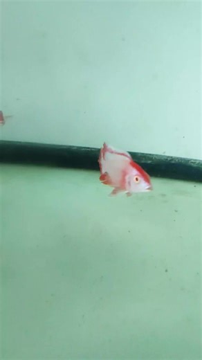Albino Platinum Strawberry Cichlids for Your Aquarium