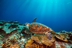 Although many people think that travellers are a major contributor to the damage of the Great Barrier Reef, the truth is that around 80% of all tourism activity occurs within just 7% of the Great Barrier Reef Marine Park, and is far from the biggest threat to this fragile ecosystem. In fact, people need to keep coming to the Great Barrier Reef because tourism is a vital part of the solution. The day pass includes a fee that goes towards the care, protection, research and innovation of the marine