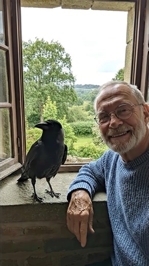 It started with a crow tapping on my window. Now he’s part of my life. | Crow Addict