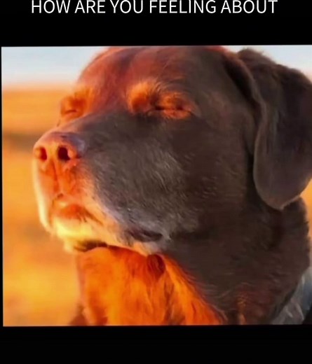 Divertido meme de perro bajo el sol