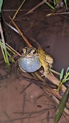 Amazing Frog Calling at Night in the Rice Field