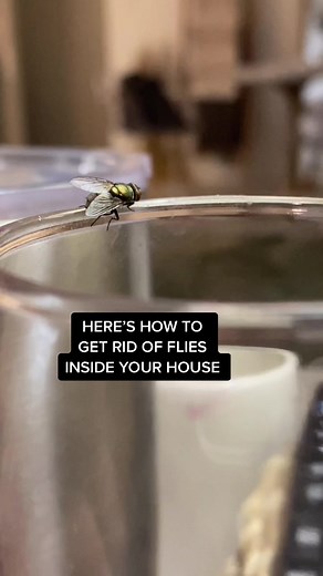Effective DIY Fly Trap: Get Rid of House Flies Inside