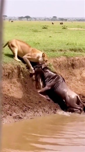 Lioness Ambush! Wildebeest Fights for Survival at Riverbank | Wild Safari Moment #lioness #lion