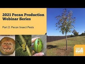 Pecan Webinar Series: Part 2 | Pecan Insect Pests