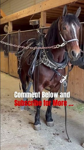 Want to see a video on how to harness Draft Horse Teams ? Let us know … #drafthorse #horsenation