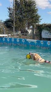 3 lovely Labradors living their best swimming lives 💕🐾🇬🇧💦 | Canine Dip and Dive Maldon