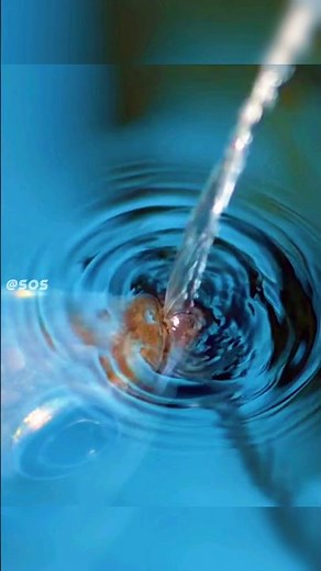 The Most Talented Fish In The Earth 😮 #archerfish