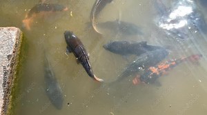 Pez koi en estanque japones / Koi fish in japanese pond