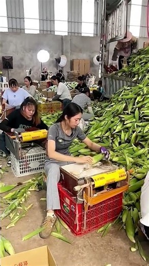 Plastic wrapping process of fresh corn