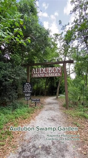 Explore Audubon Swamp Garden at Magnolia Plantation & Gardens