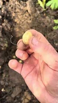 Planting English Bluebells!