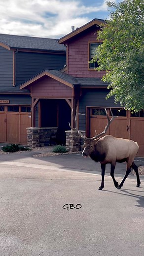 How would you like to step outside to find this bull wandering around!? www.GoodBullGuided.com | Good Bull Outdoors
