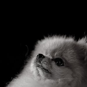 243 reactions · 24 shares | As a caring pet parent, we know you’re dedicated to giving your dog the best life possible. That’s why we’ve used our 20+ years of pet nutrition expertise to create tailored pet food solutions you can trust, to help your dog feel their best. Because when they feel good, we do too.   | Go Solutions Pet Food | Facebook