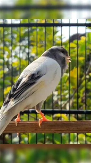 bird | birds chirping #bird #canary #cute