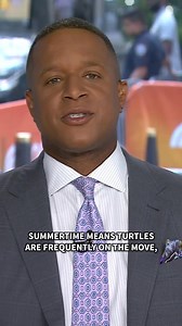 11K views · 133 reactions | Help a turtle cross the road with an app called TurtlTracker. Invented by two Minnesota women, TurtlTracker teaches you the proper techniques to move turtles and also identifies turtle hot spots in the area  | Today Show | Facebook