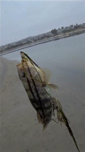 Big Spotted Bay Bass Battle at Fiesta Island Ends With Release | Fiesta Island, San Diego Ca #shorts