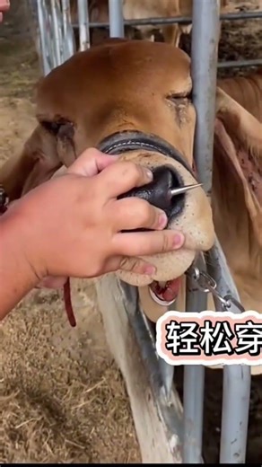 Stainless Steel Cattle Nose Rope 🐄 | Durable Livestock Control Tool