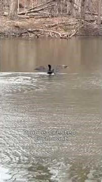Double-crested Cormorant diving and flight take off #birdwatching #birdlovers #divingbirds
