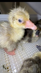 48K views · 1.1K reactions | 8 successful #gosling hatches today | MrGeese | Facebook