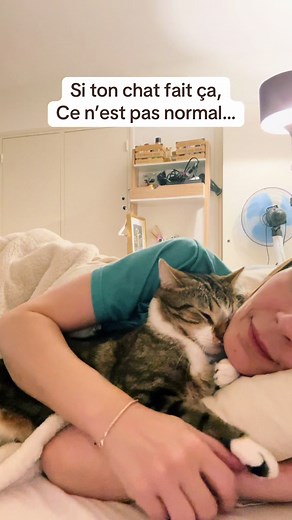 Comportement affectueux des chats : explications pertinentes