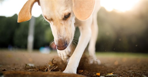 Four tips to stop your dog's digging ruining your garden